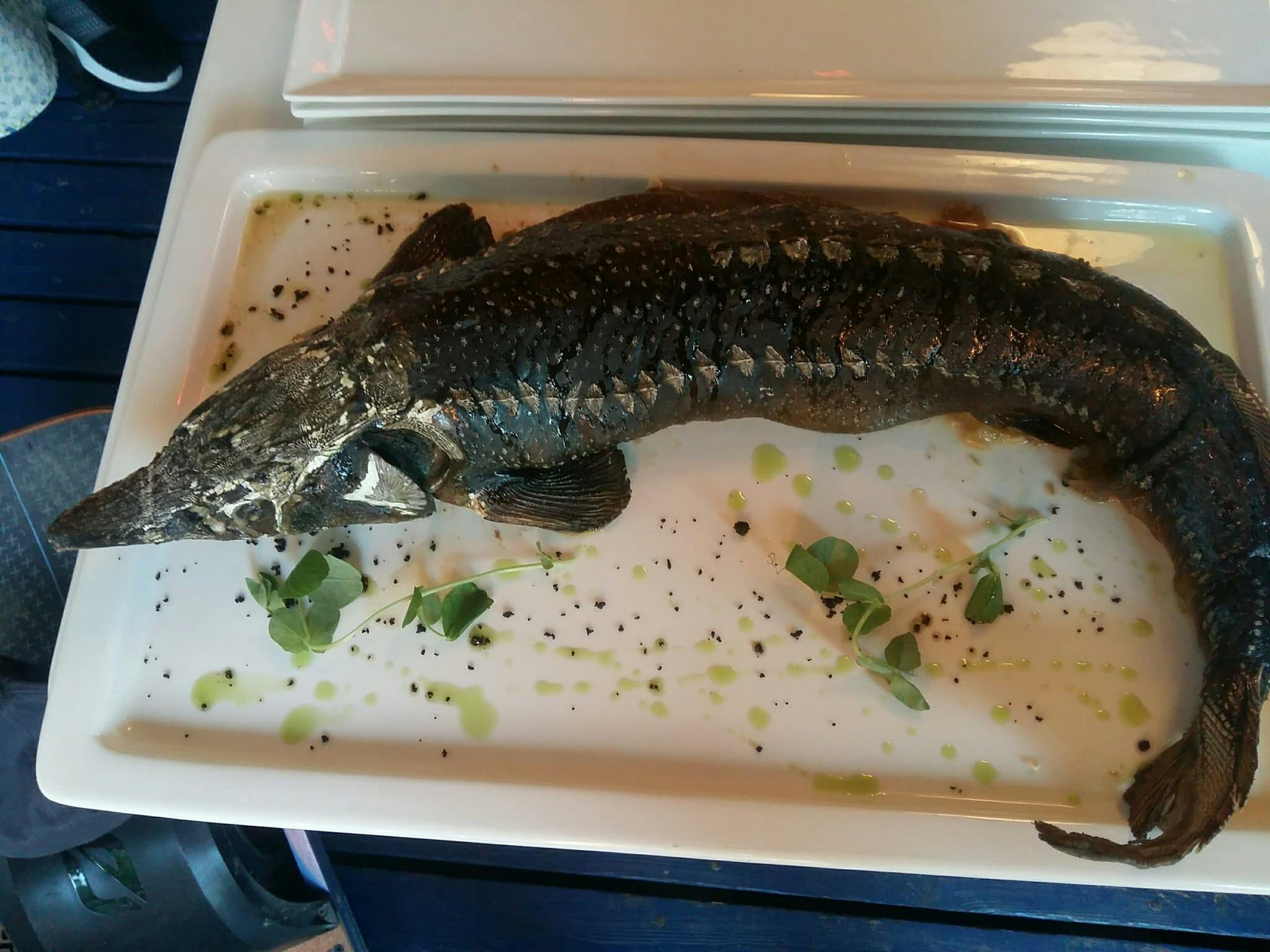 Big, fresh sturgeon!